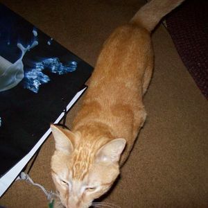 Meet your Posher, Barbara